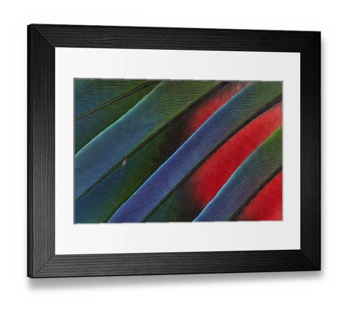 Framed Print : Fanned out Tail Feathers of the Blue headed Pionus Framed Print : Fanned out Tail Feathers of the Blue headed Pionus