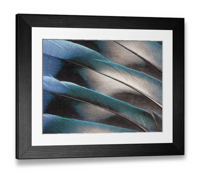 Framed Print : Love bird tail feathers fanned out Framed Print : Love bird tail feathers fanned out