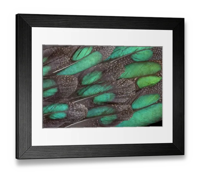 Framed Print : Rothchild Peacock Pheasant tail feathers Framed Print : Rothchild Peacock Pheasant tail feathers