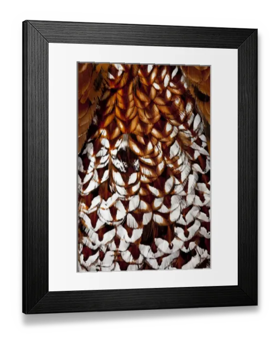Framed Print : Back feathers of Cooper Pheasant Framed Print : Back feathers of Cooper Pheasant