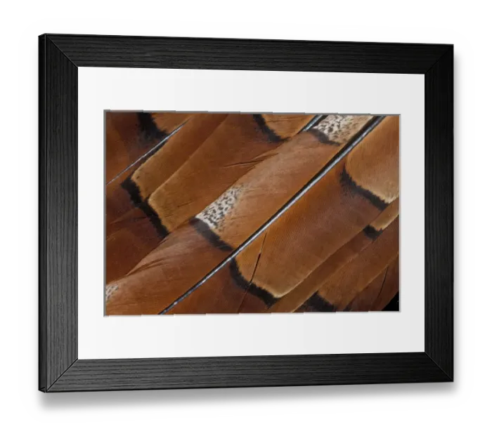 Framed Print : Tail feathers of Cooper Pheasant
