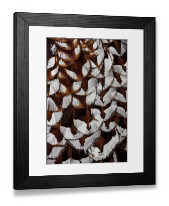 Framed Print : Back feathers of Cooper Pheasant