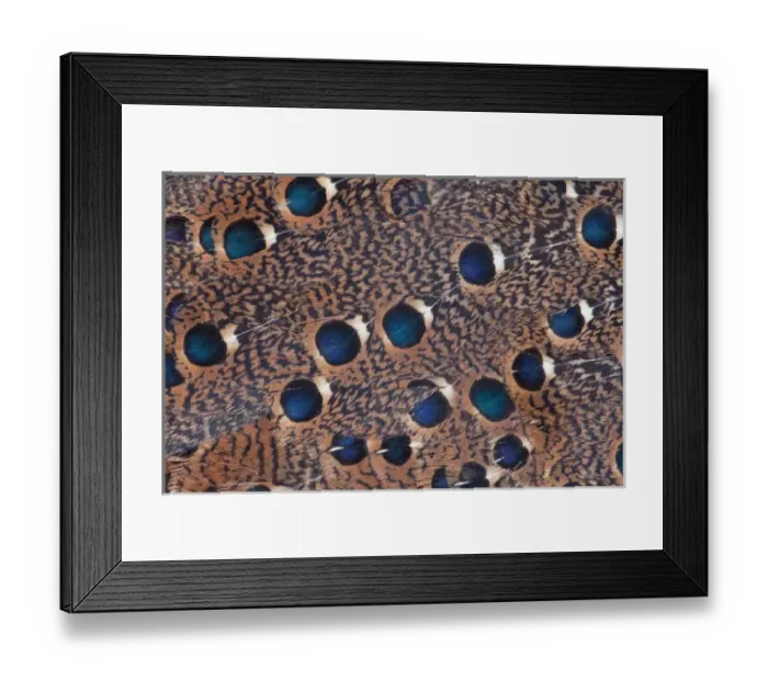 Framed Print : Rothchild Peacock Pheasant feathers Framed Print : Rothchild Peacock Pheasant feathers