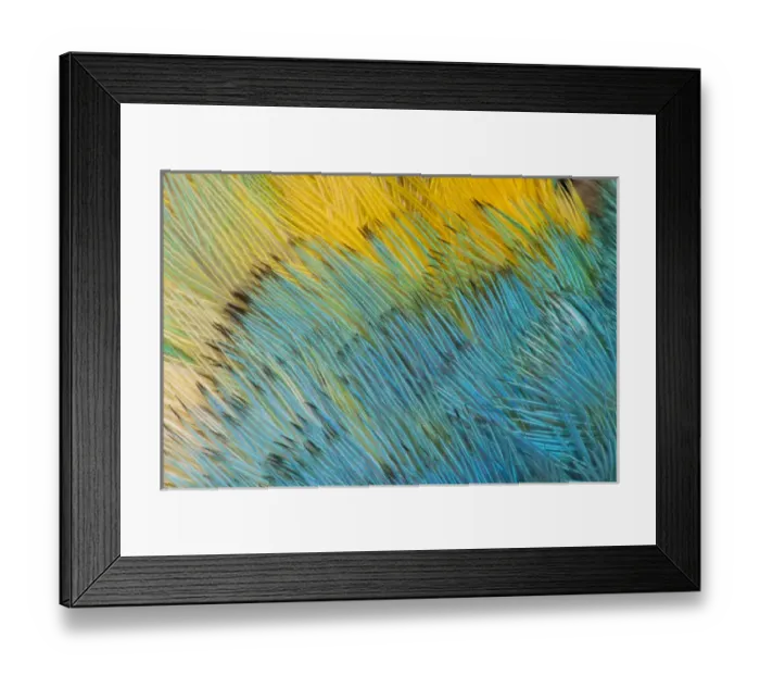 Framed Print : Yellow-headed Amazon Parrot Framed Print : Yellow-headed Amazon Parrot