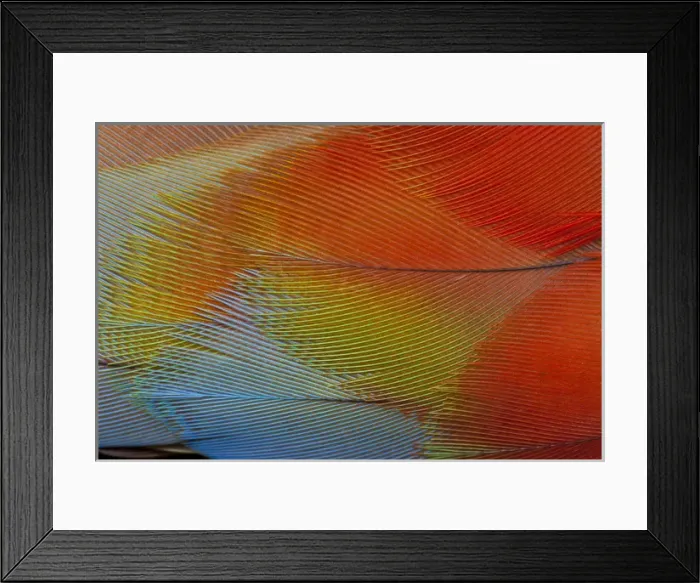 Framed Print : Hawk-headed parrot feathers Framed Print : Hawk-headed parrot feathers