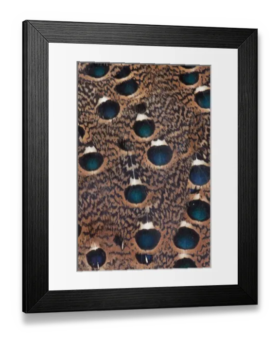 Framed Print : Rothchild Peacock Pheasant feathers Framed Print : Rothchild Peacock Pheasant feathers