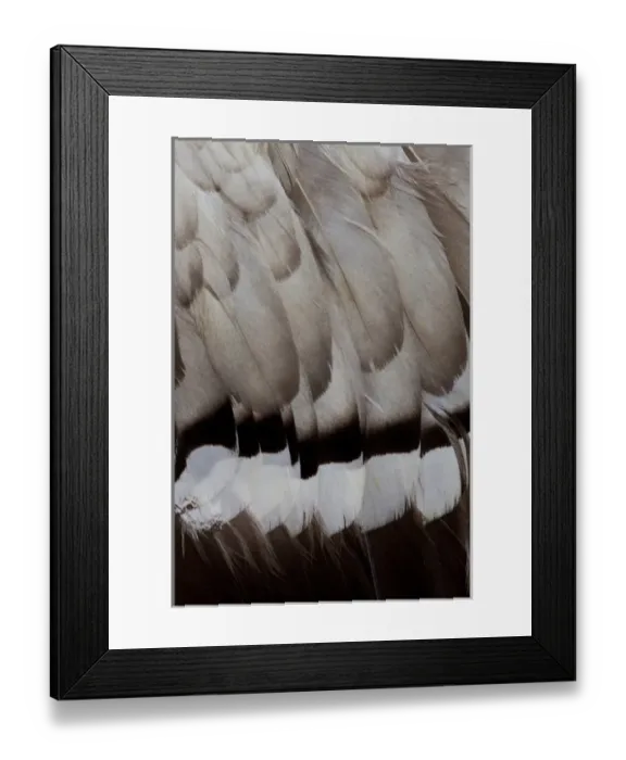 Framed Print : Egyptian Goose feather design Framed Print : Egyptian Goose feather design