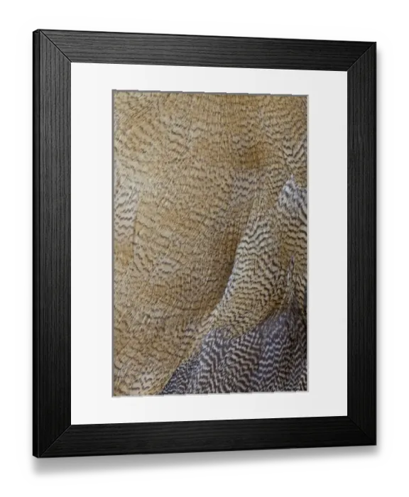 Framed Print : Egyptian Goose feather design Framed Print : Egyptian Goose feather design
