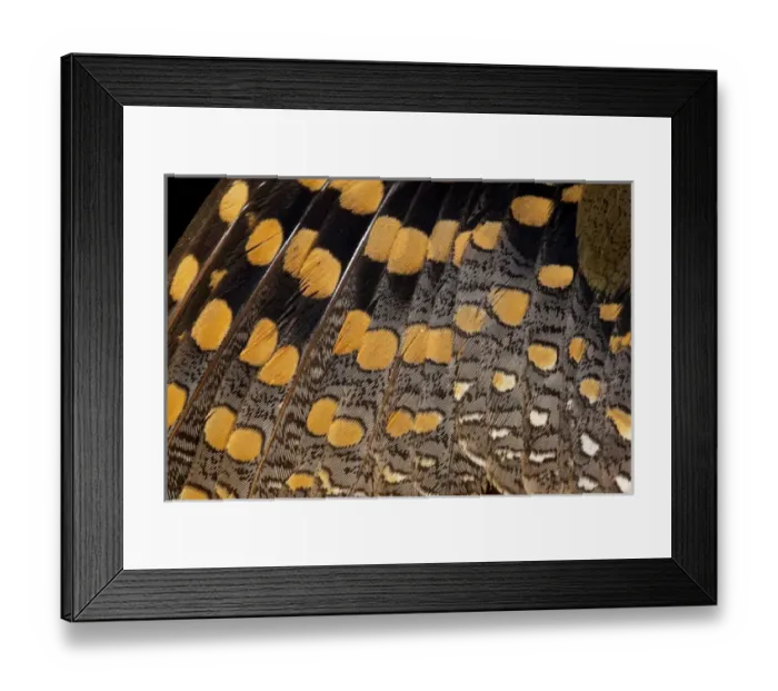 Framed Print : Greater Painted Snipe = Crostratula benghalensis
