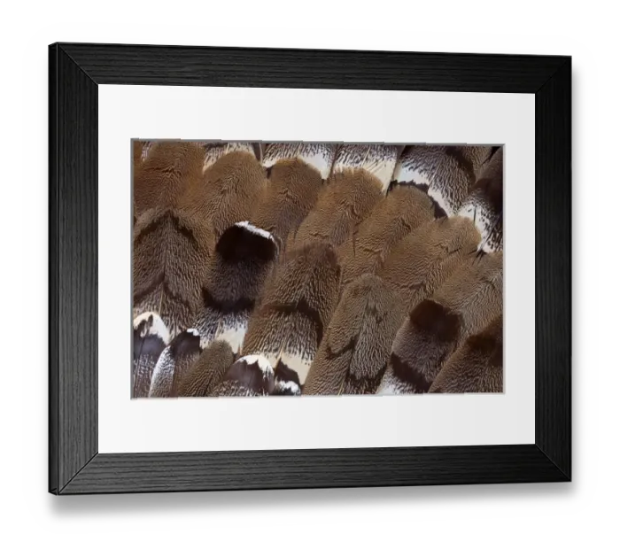Framed Print : Feather Design Framed Print : Feather Design