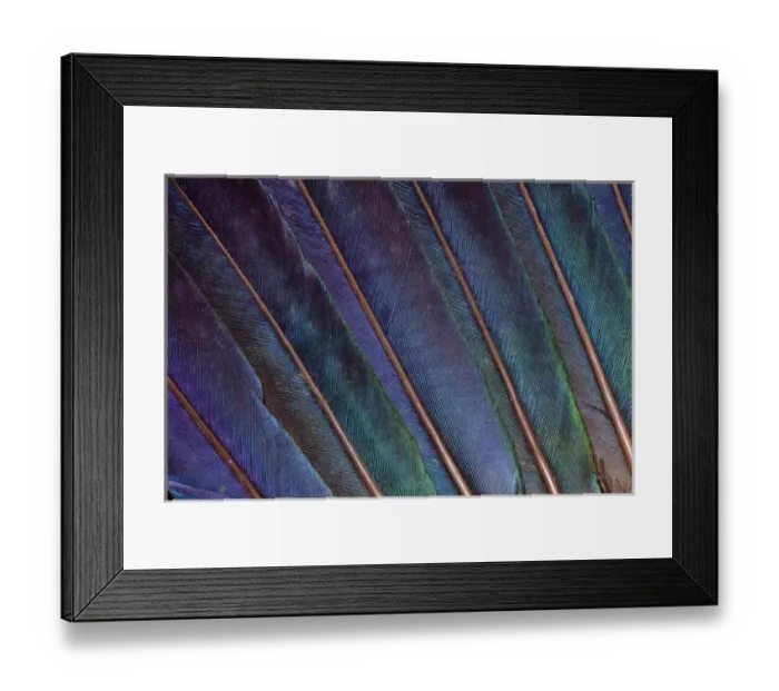 Framed Print : Turaco feathers Framed Print : Turaco feathers