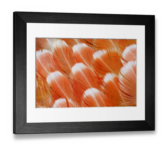 Framed Print : Red Vent Cockatoo rump feathers