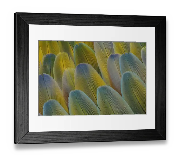 Framed Print : Covert wing feathers of the Camelot Macaw Framed Print : Covert wing feathers of the Camelot Macaw