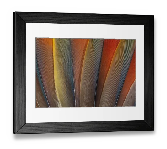 Framed Print : Underside wing coloration of the Scarlet Macaw Framed Print : Underside wing coloration of the Scarlet Macaw