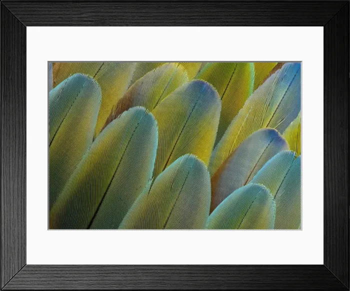 Framed Print : Covert wing feathers of the Camelot Macaw