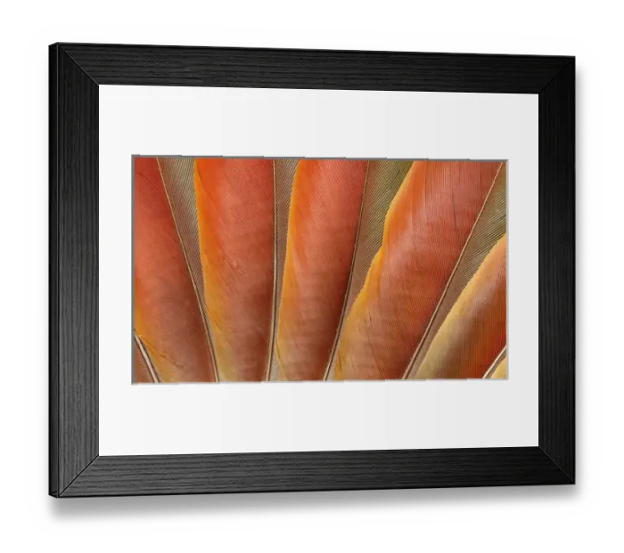 Framed Print : Underside wing coloration of the Scarlet Macaw