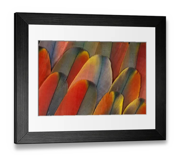 Framed Print : Underside wing coloration of the Scarlet Macaw