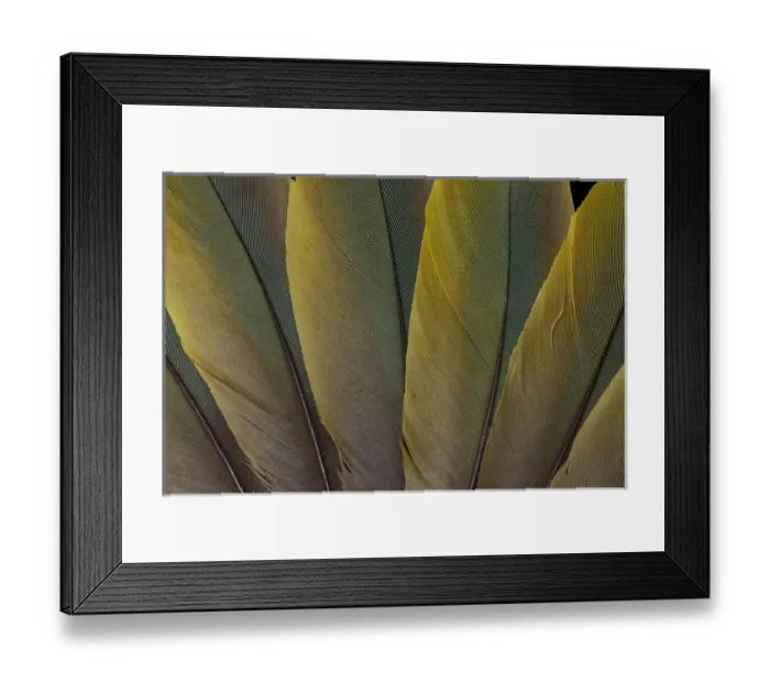 Framed Print : Buffons Macaw feather design Framed Print : Buffons Macaw feather design