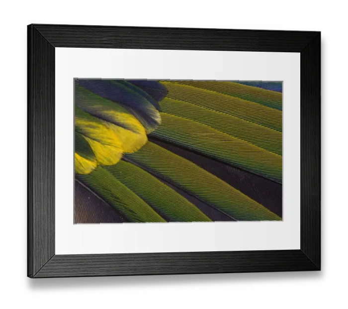 Framed Print : Jenday Conure Wing Feather Detail