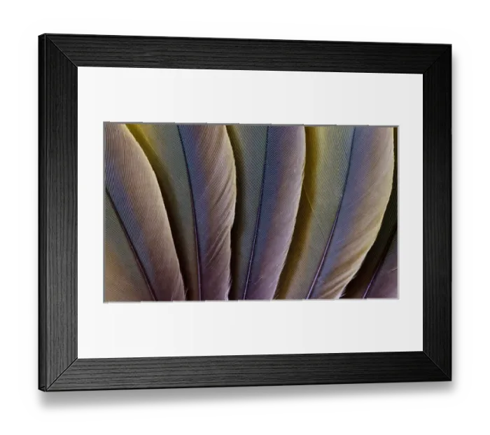 Framed Print : Buffons Macaw feather design Framed Print : Buffons Macaw feather design