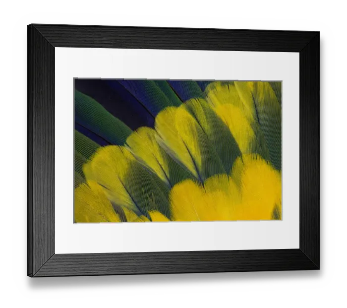 Framed Print : Jenday Conure Wing Feather Detail