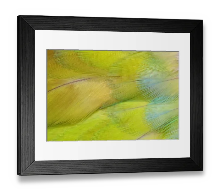 Framed Print : Green Headed Parrot Framed Print : Green Headed Parrot