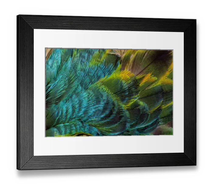 Framed Print : Feather Design Framed Print : Feather Design