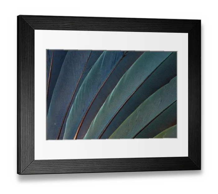 Framed Print : Scarlet Macaw wing feathers Framed Print : Scarlet Macaw wing feathers