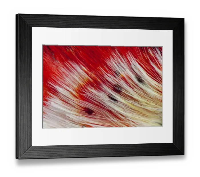 Framed Print : Bearded Barbet