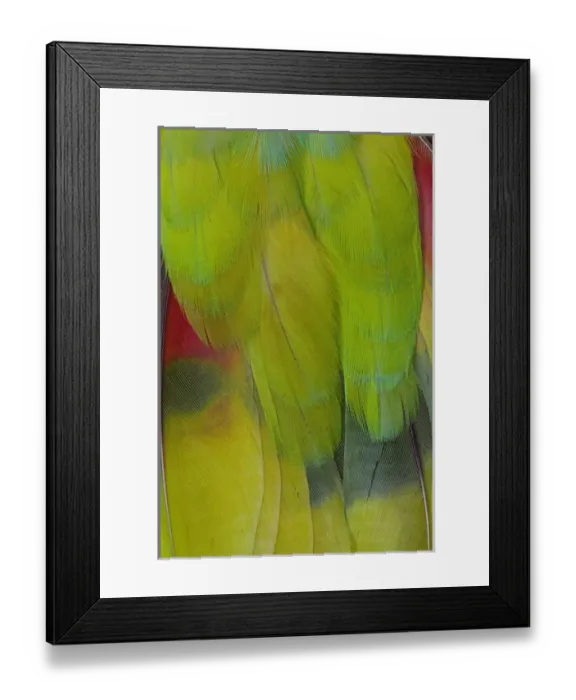 Framed Print : Green Headed Parrot Framed Print : Green Headed Parrot