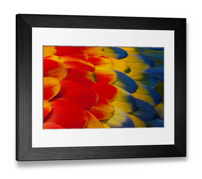 Framed Print : Scarlet Macaw wing covert feathers Framed Print : Scarlet Macaw wing covert feathers