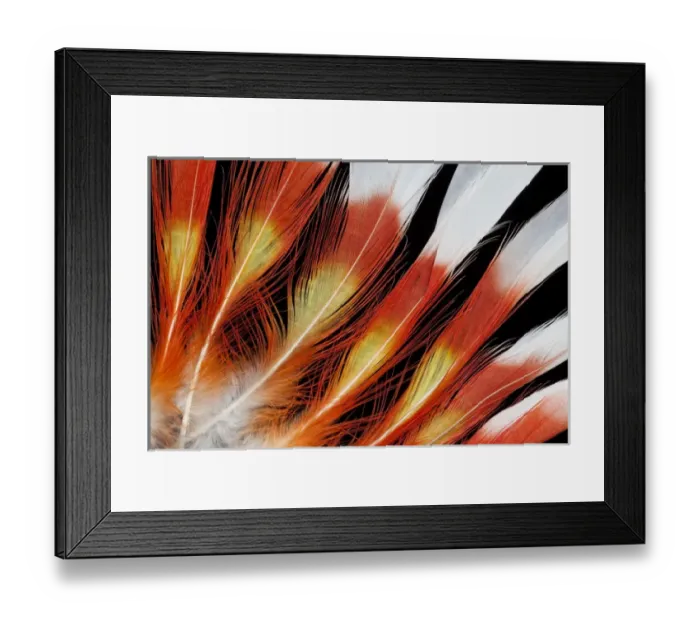 Framed Print : Major Mitchell Cockatoo crown feather pattern Framed Print : Major Mitchell Cockatoo crown feather pattern