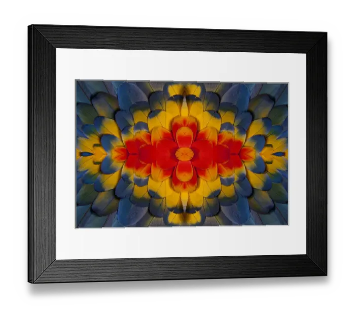 Framed Print : Scarlet Macaw wing covert feathers Framed Print : Scarlet Macaw wing covert feathers