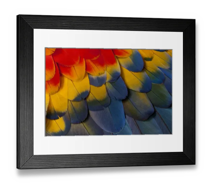 Framed Print : Scarlet Macaw wing covert feathers Framed Print : Scarlet Macaw wing covert feathers
