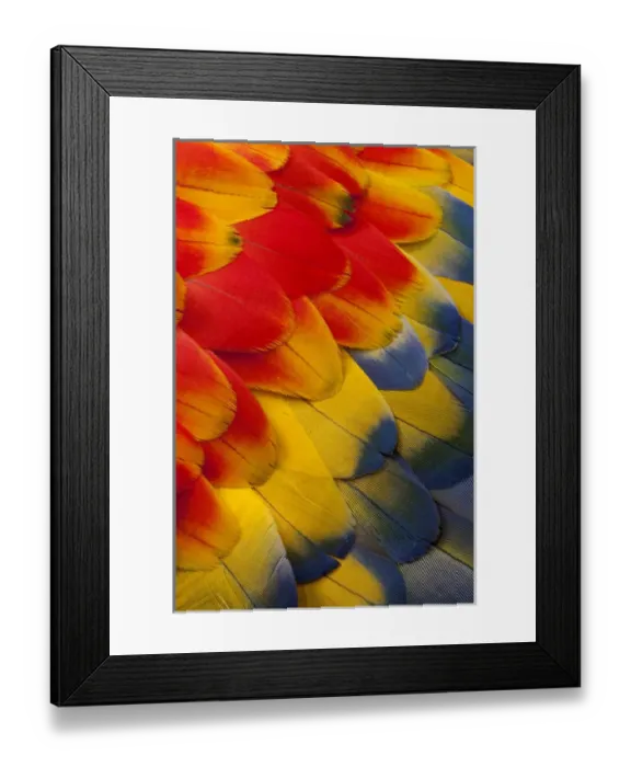 Framed Print : Scarlet Macaw wing covert feathers Framed Print : Scarlet Macaw wing covert feathers