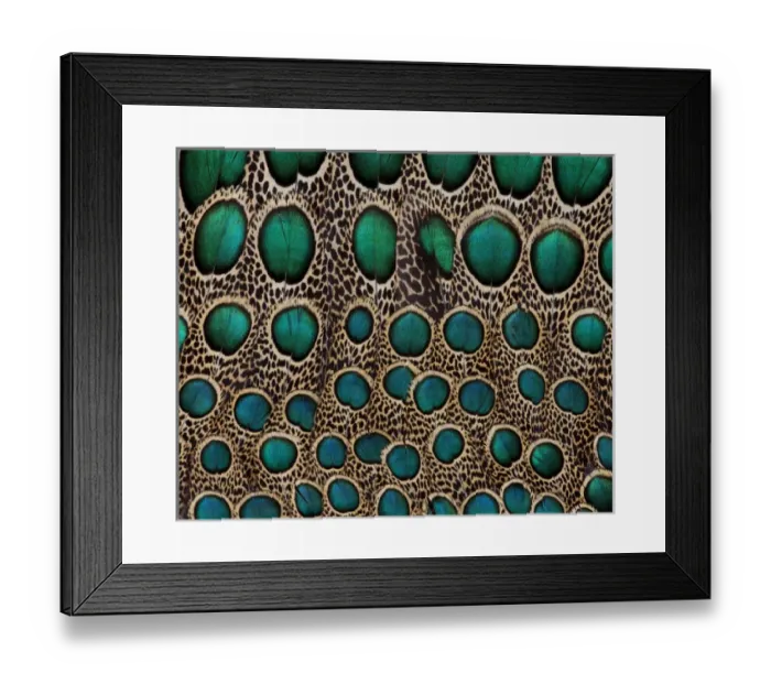 Framed Print : Feather design of the Malay Peacock Pheasant