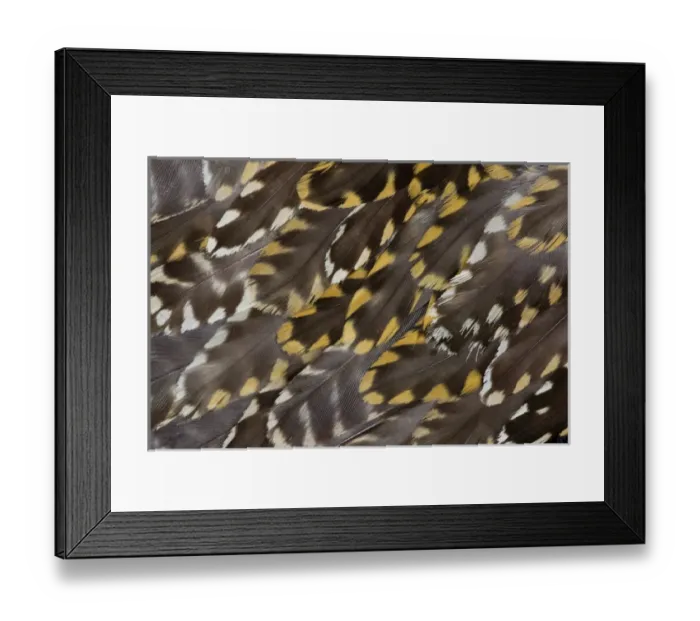 Framed Print : Golden Plover feather pattern