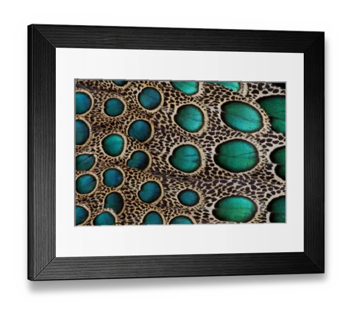 Framed Print : Feather design of the Malay Peacock Pheasant Framed Print : Feather design of the Malay Peacock Pheasant