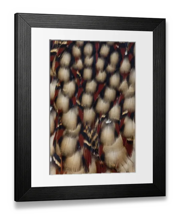 Framed Print : Cabots Tragopan Framed Print : Cabots Tragopan