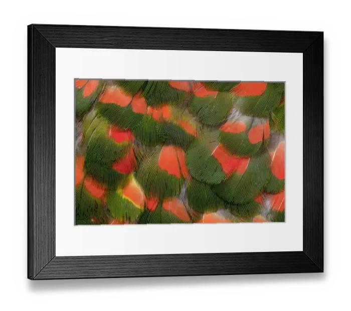 Framed Print : Pattern of Red and Green Feathers