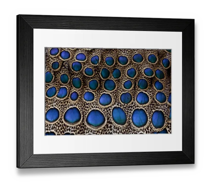 Framed Print : Feather design of the Malay Peacock Pheasant