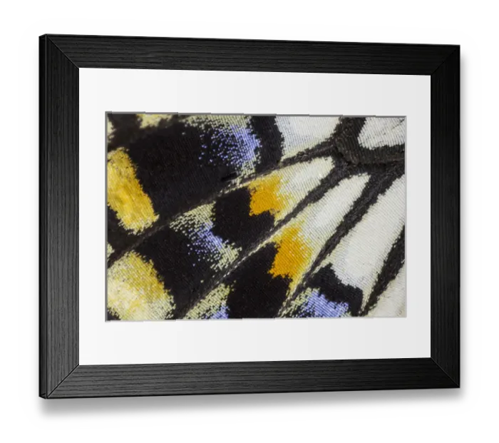 Framed Print : Close-up detail Wing Pattern of Tropical Butterfly Framed Print : Close-up detail Wing Pattern of Tropical Butterfly