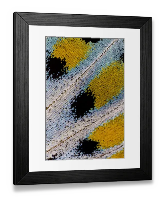 Framed Print : Close-up detail Wing Pattern of Tropical Butterfly