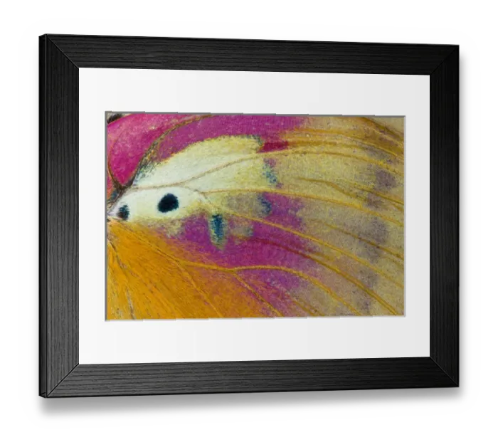 Framed Print : Close-up detail Wing Pattern of Tropical Butterfly Framed Print : Close-up detail Wing Pattern of Tropical Butterfly
