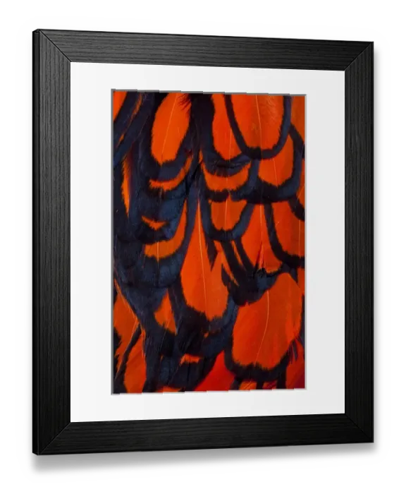 Framed Print : Red and Black wing feathers Framed Print : Red and Black wing feathers