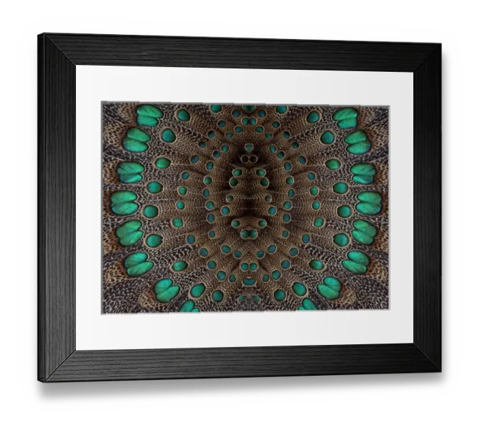 Framed Print : Feather design of the Malay Peacock Pheasant Framed Print : Feather design of the Malay Peacock Pheasant