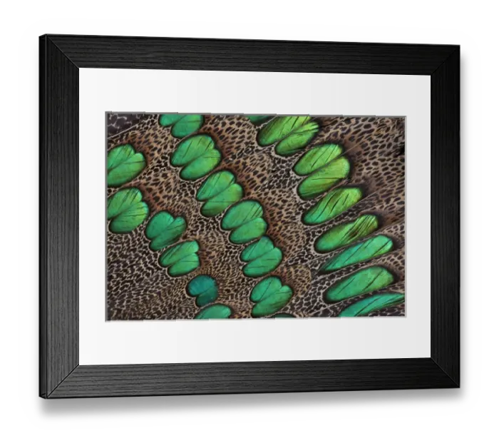 Framed Print : Feather design of the Malay Peacock Pheasant