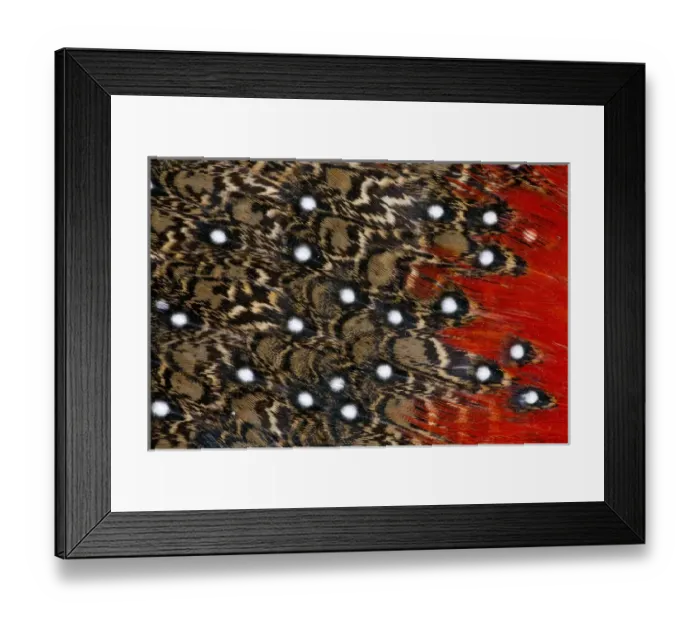 Framed Print : Tragopan feathers and spots of white