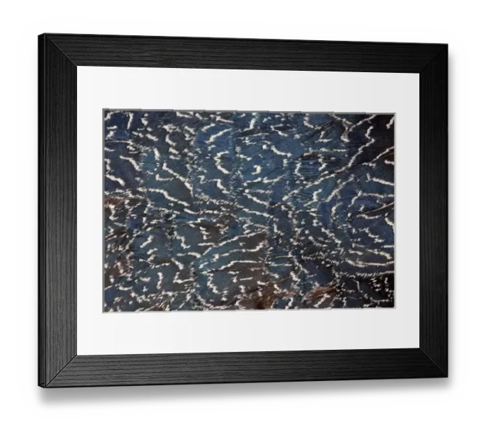 Framed Print : Pheasant body feathers Framed Print : Pheasant body feathers