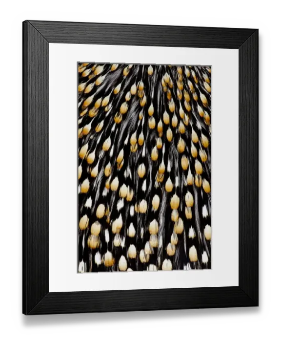 Framed Print : Jungle Cock feathers Framed Print : Jungle Cock feathers